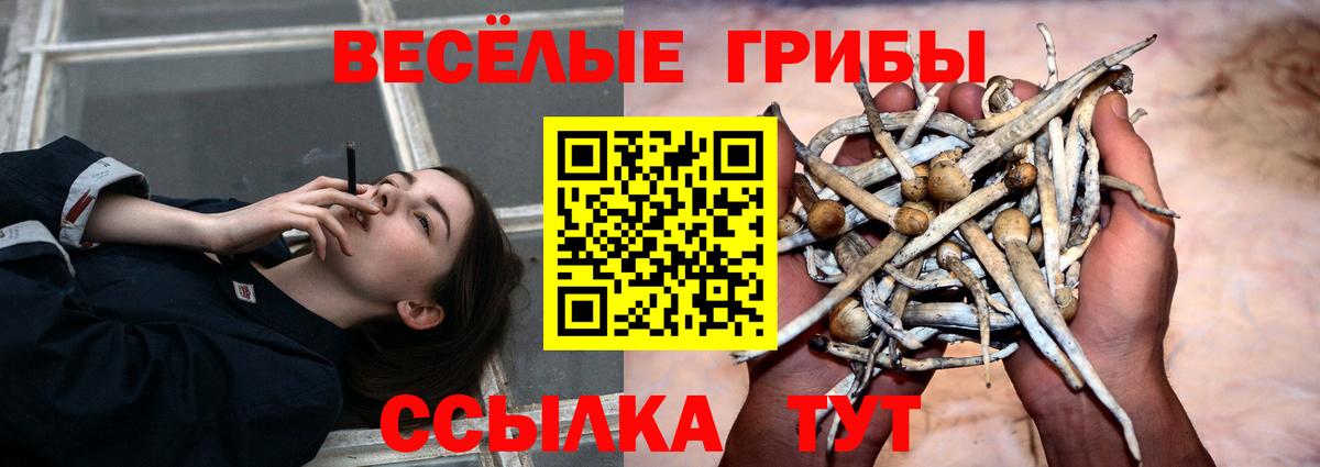 Галлюциногенные грибы Psilocybe Иваново